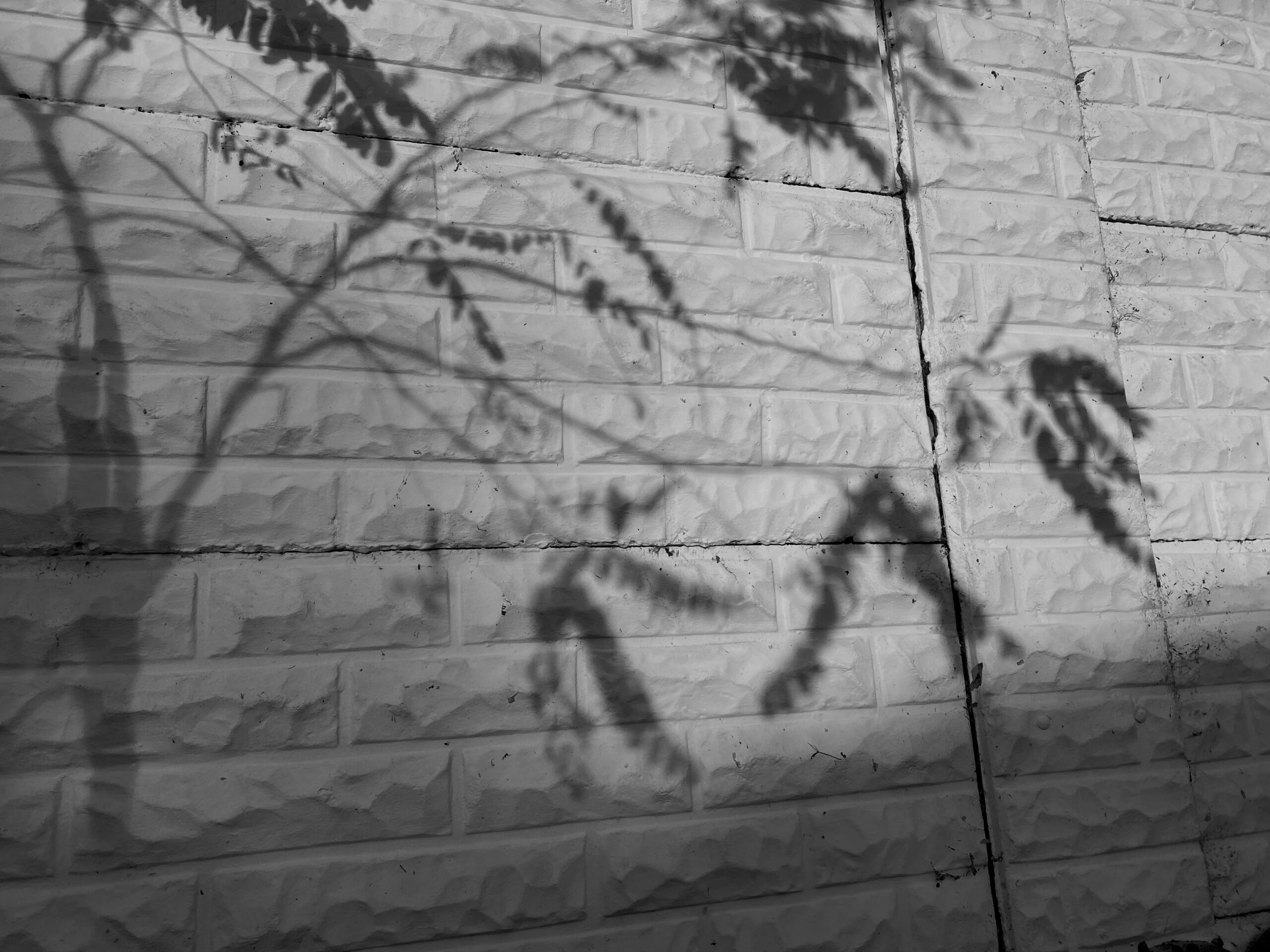 Shadows of tree branches cast on a brick wall